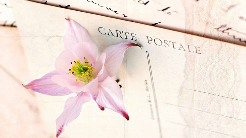 ·â·Postcard·â·, aquilegia, flower, postcard, pink, letter, HD wallpaper